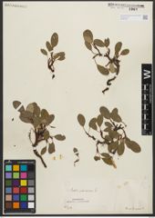 Foto von Salix reticulata L.